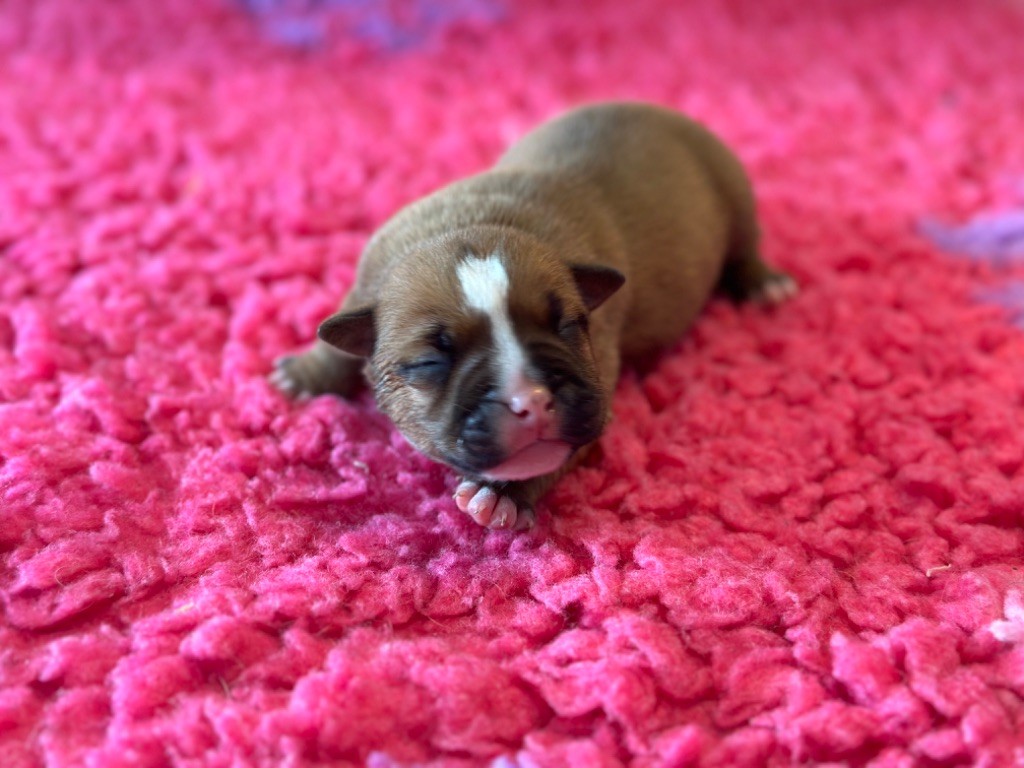 Des Dieux De L'arène - Chiot disponible  - Bulldog continental