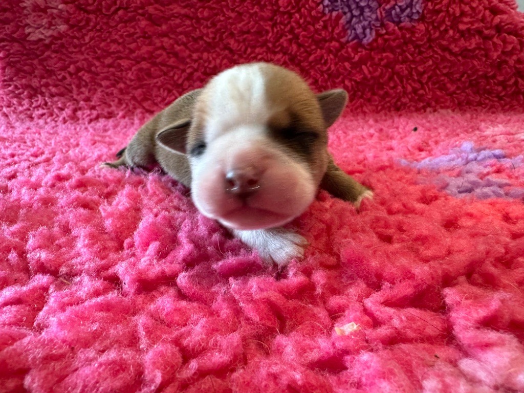 Des Dieux De L'arène - Chiot disponible  - Bulldog continental