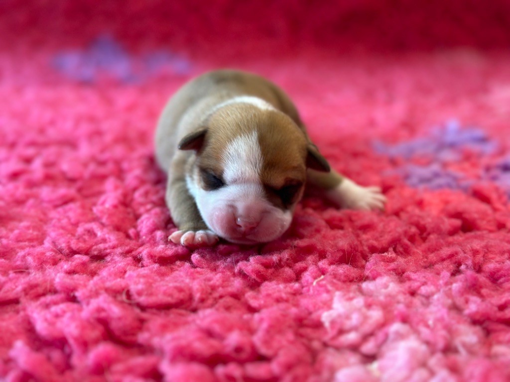 Des Dieux De L'arène - Chiot disponible  - Bulldog continental