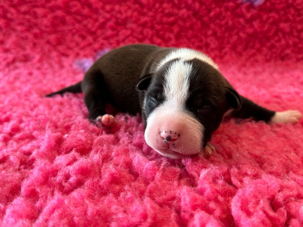 Des Dieux De L'arène - Chiot disponible  - American Staffordshire Terrier