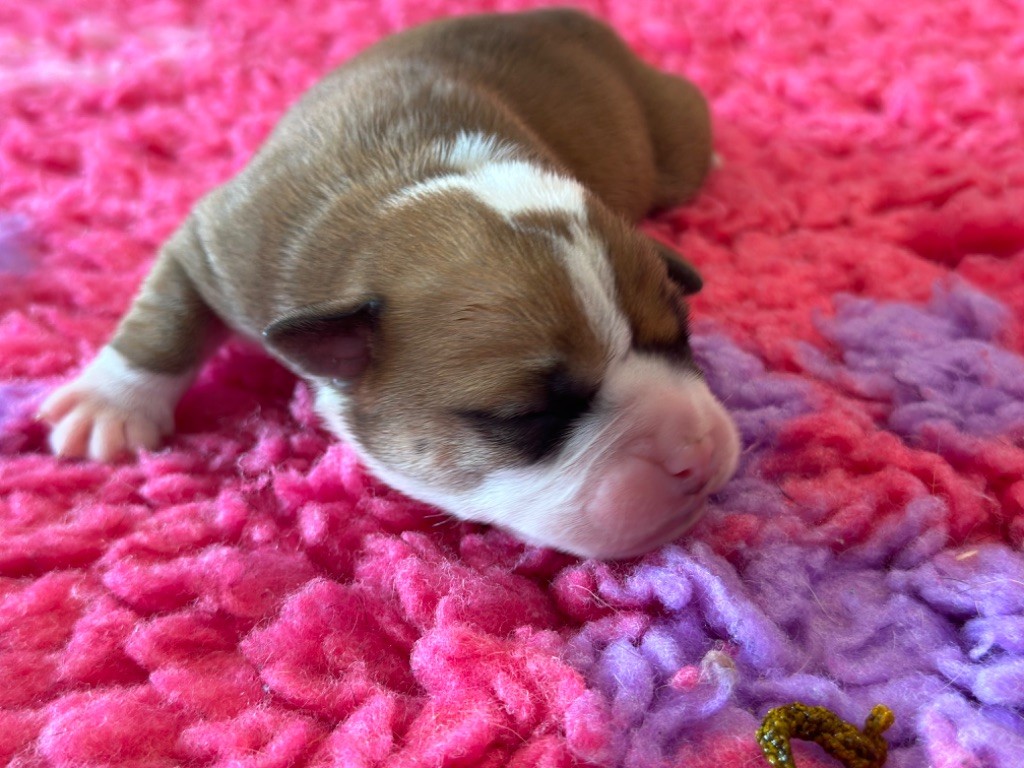 Des Dieux De L'arène - Chiot disponible  - Bulldog continental