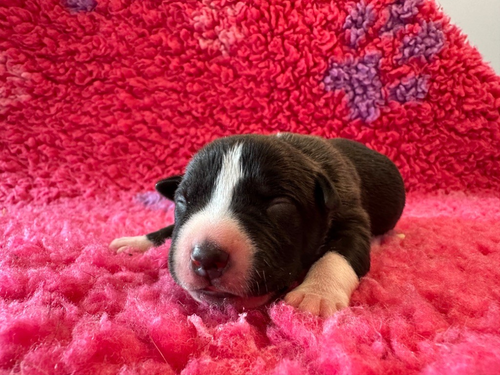 Des Dieux De L'arène - Chiot disponible  - American Staffordshire Terrier