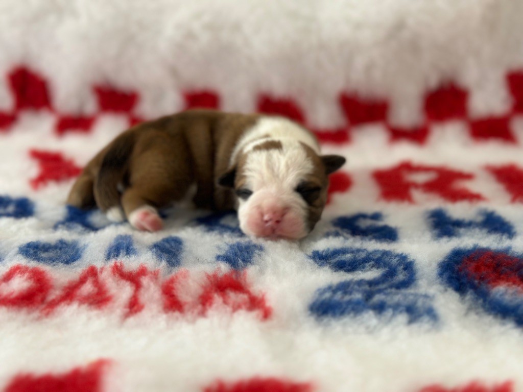 Des Dieux De L'arène - Chiot disponible  - Bulldog continental