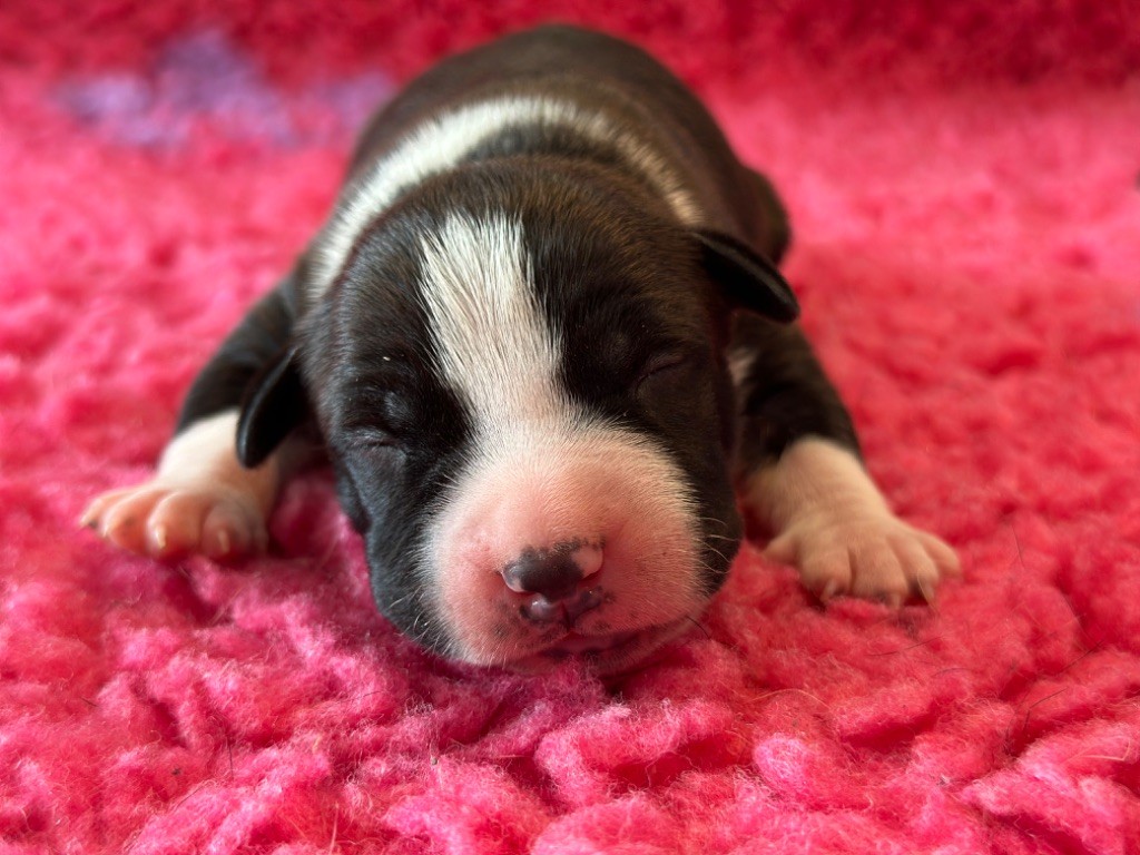 Des Dieux De L'arène - Chiot disponible  - American Staffordshire Terrier