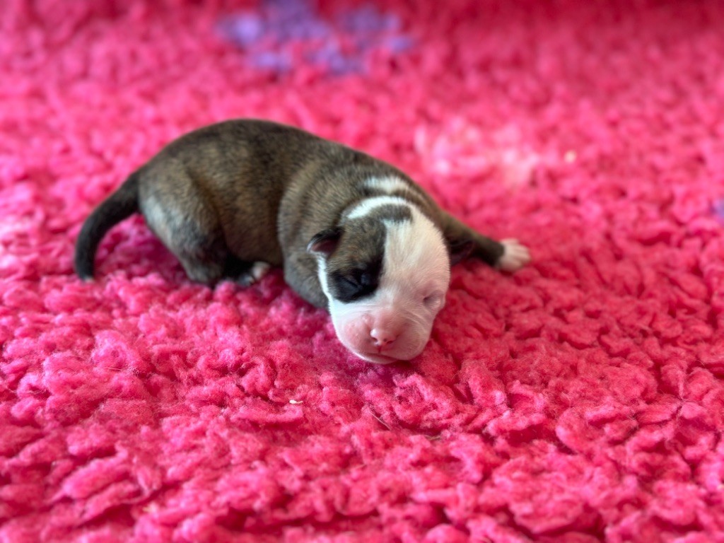 Des Dieux De L'arène - Chiot disponible  - Bulldog continental