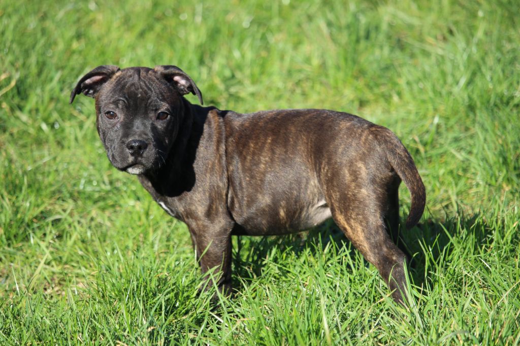 Des Dieux De L'arène - Chiot disponible  - Staffordshire Bull Terrier