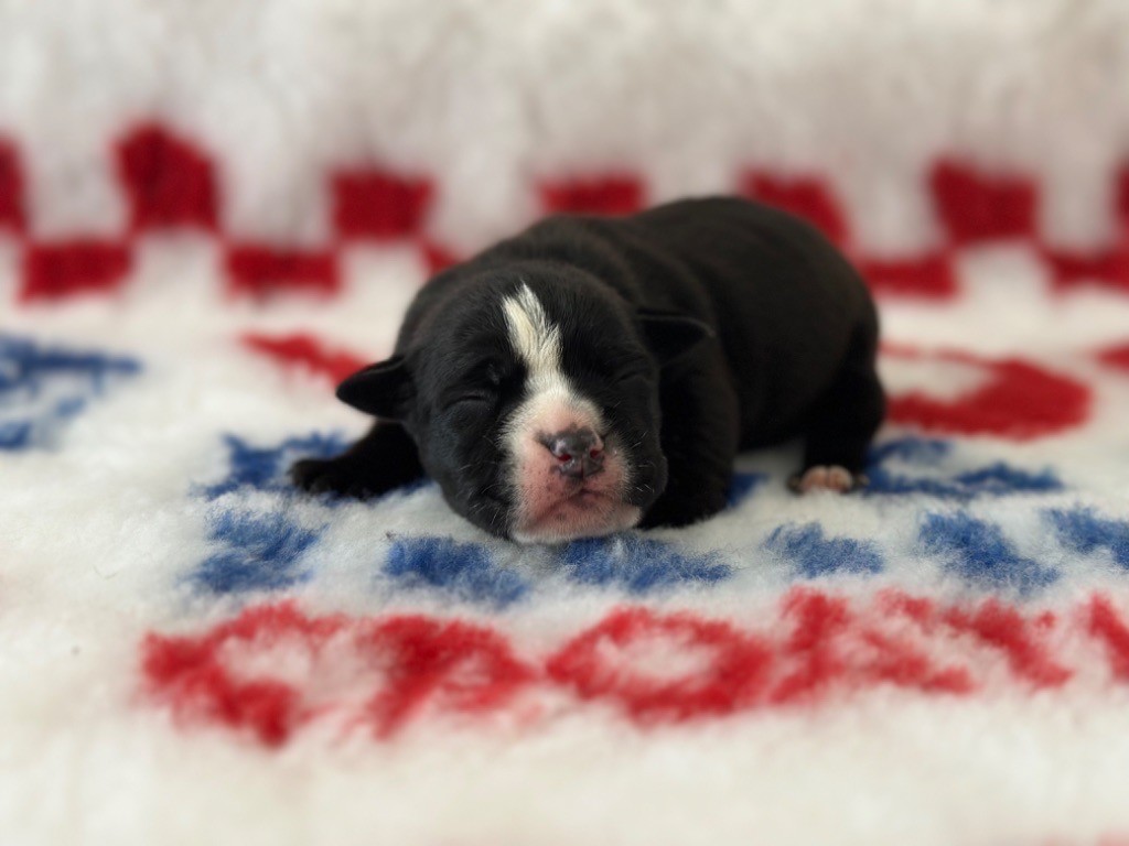 Des Dieux De L'arène - Chiot disponible  - Bulldog continental