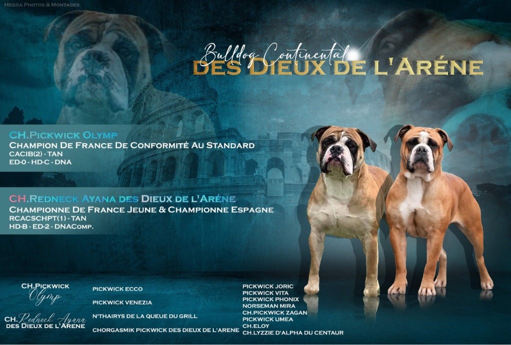 chiot Bulldog continental Des Dieux De L'arène