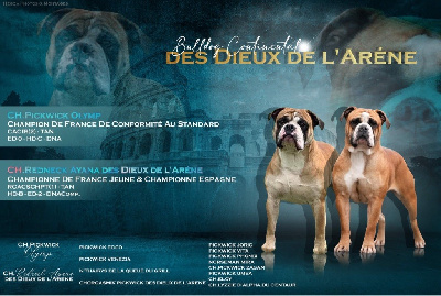 Des Dieux De L'arène - Bulldog continental - Portée née le 30/05/2024