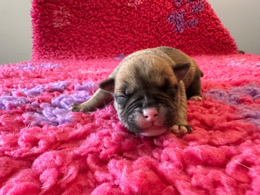 Des Dieux De L'arène - Chiot disponible  - Bulldog continental