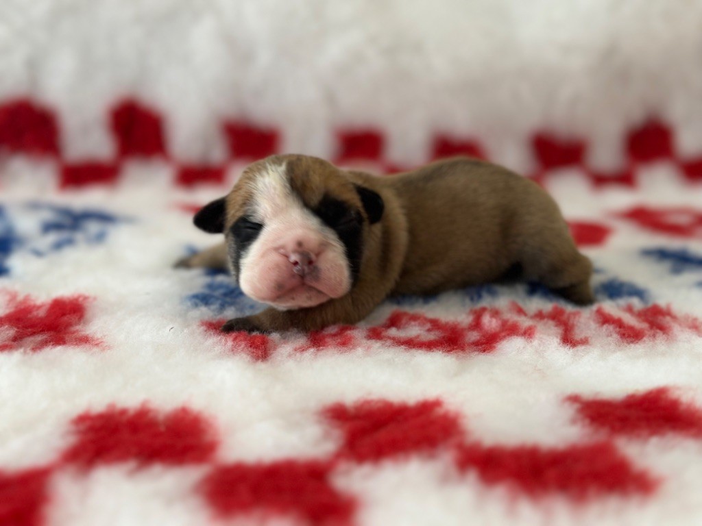 Des Dieux De L'arène - Chiot disponible  - Bulldog continental