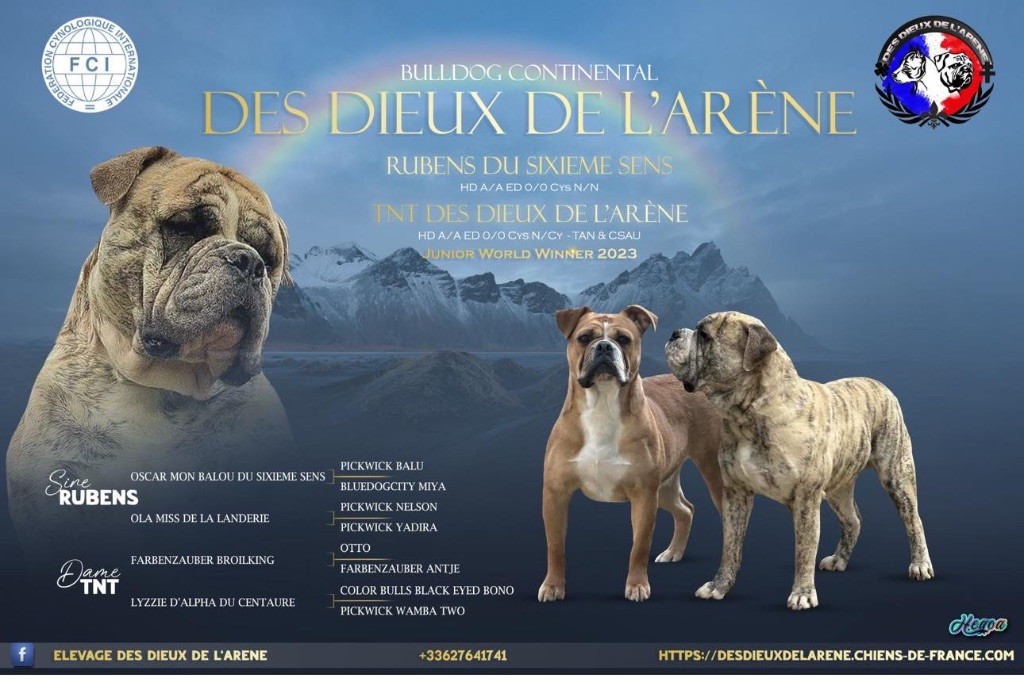 chiot Bulldog continental Des Dieux De L'arène