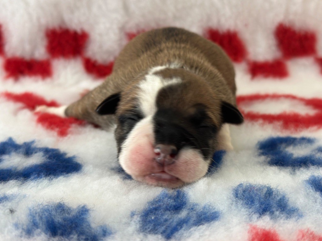 Des Dieux De L'arène - Chiot disponible  - Bulldog continental