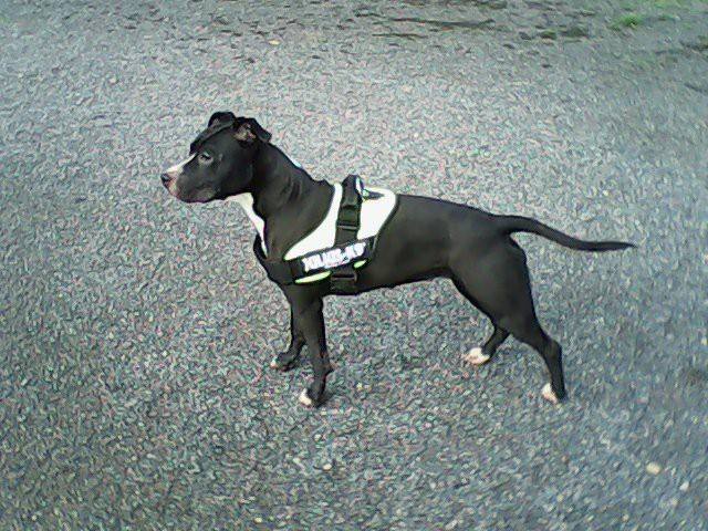 Hakita dite hurka Dog's Rider