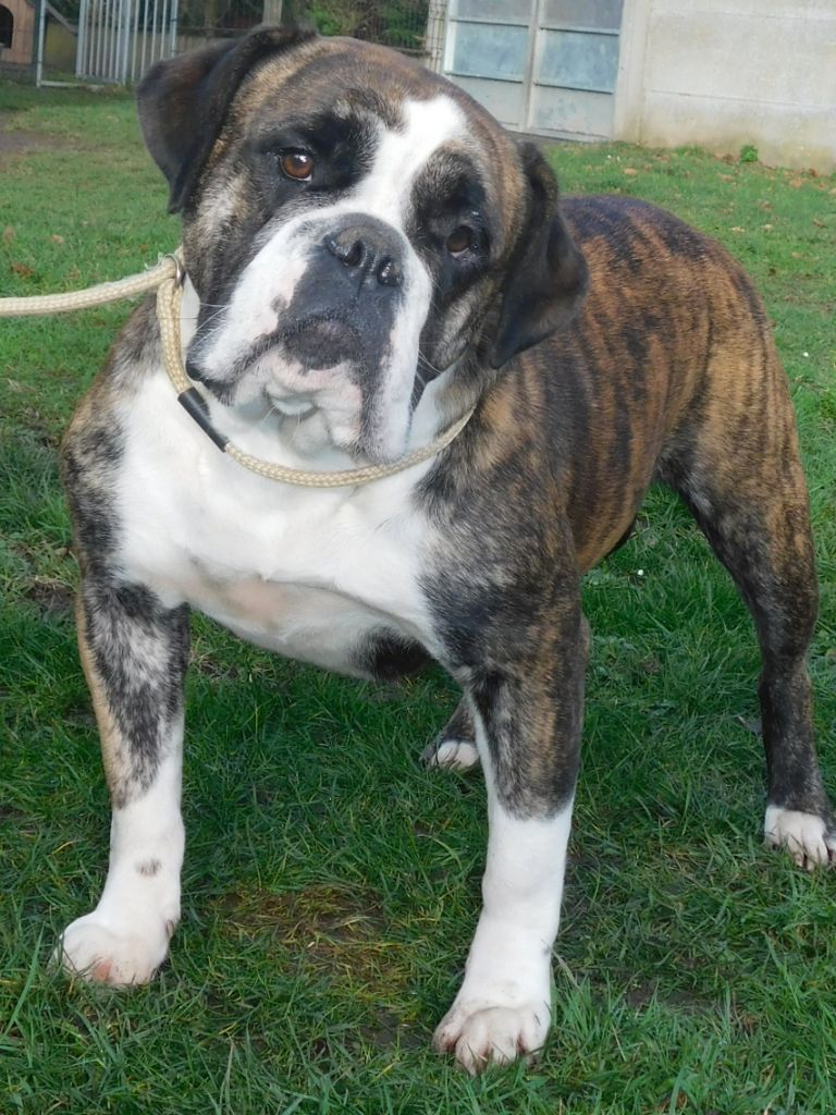 Miss brindle pin up Des Dieux De L'arène