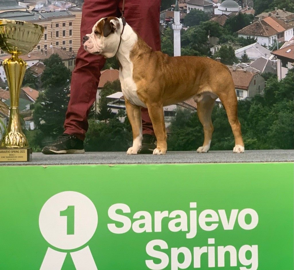 CH. Original sin for balvenie Des Dieux De L'arène