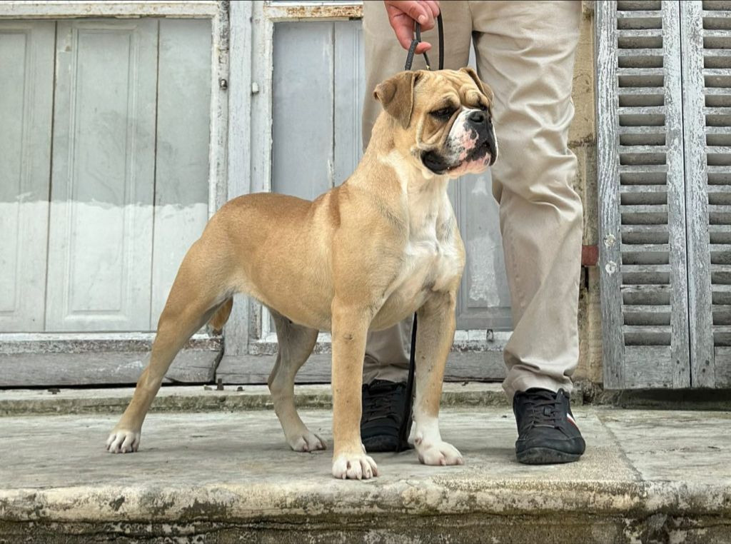 Undisclosed desire Des Dieux De L'arène