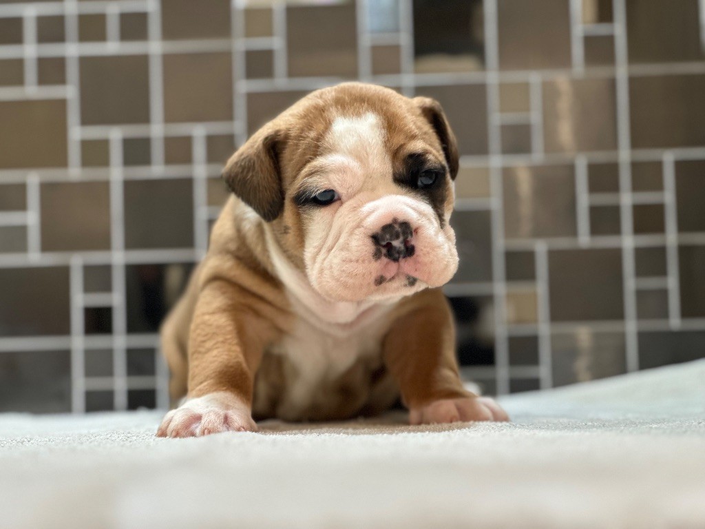 Des Dieux De L'arène - Chiots disponibles - Bulldog continental