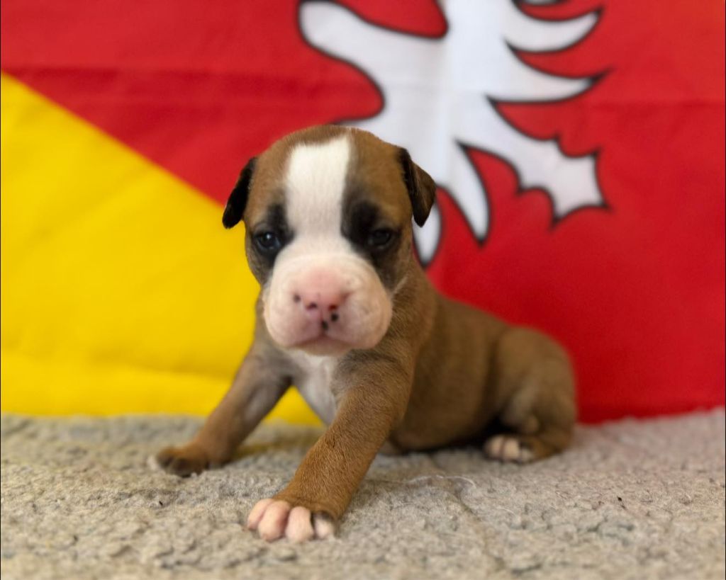 Des Dieux De L'arène - Chiots disponibles - Bulldog continental