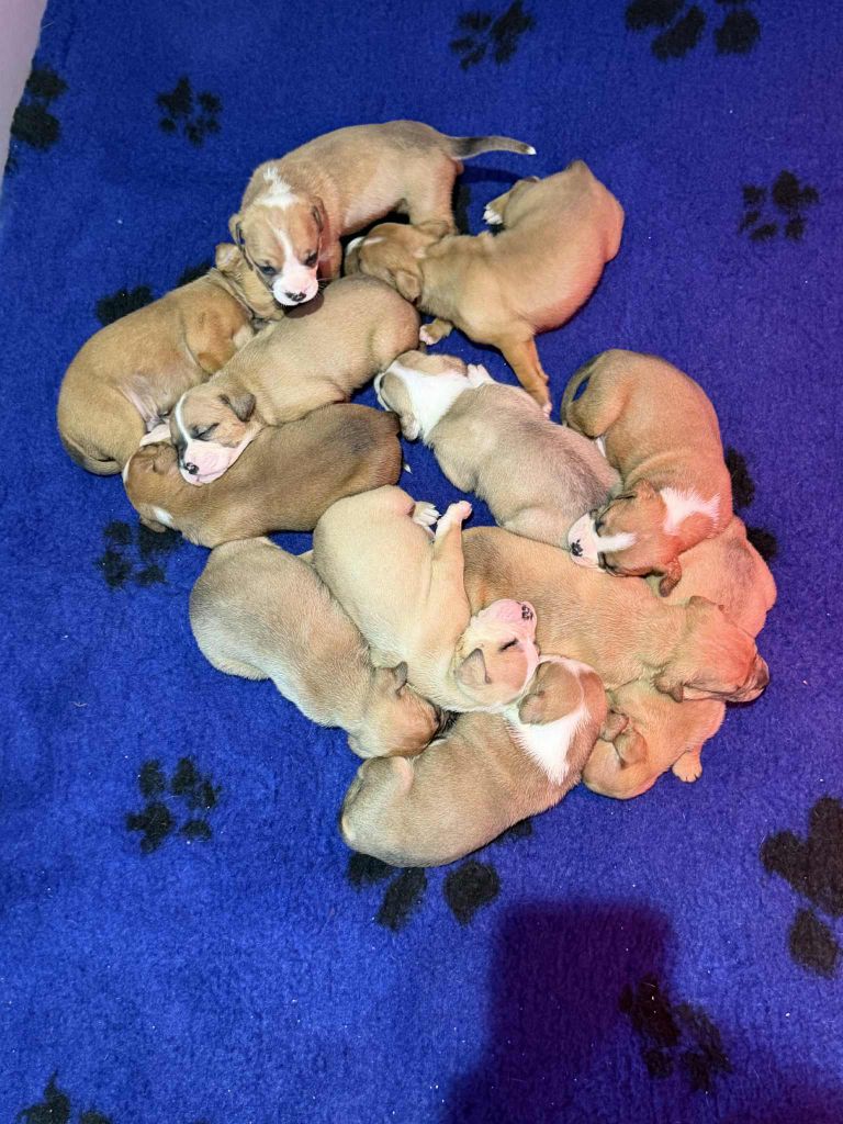 Chiot Bulldog continental Des Dieux De L'arène