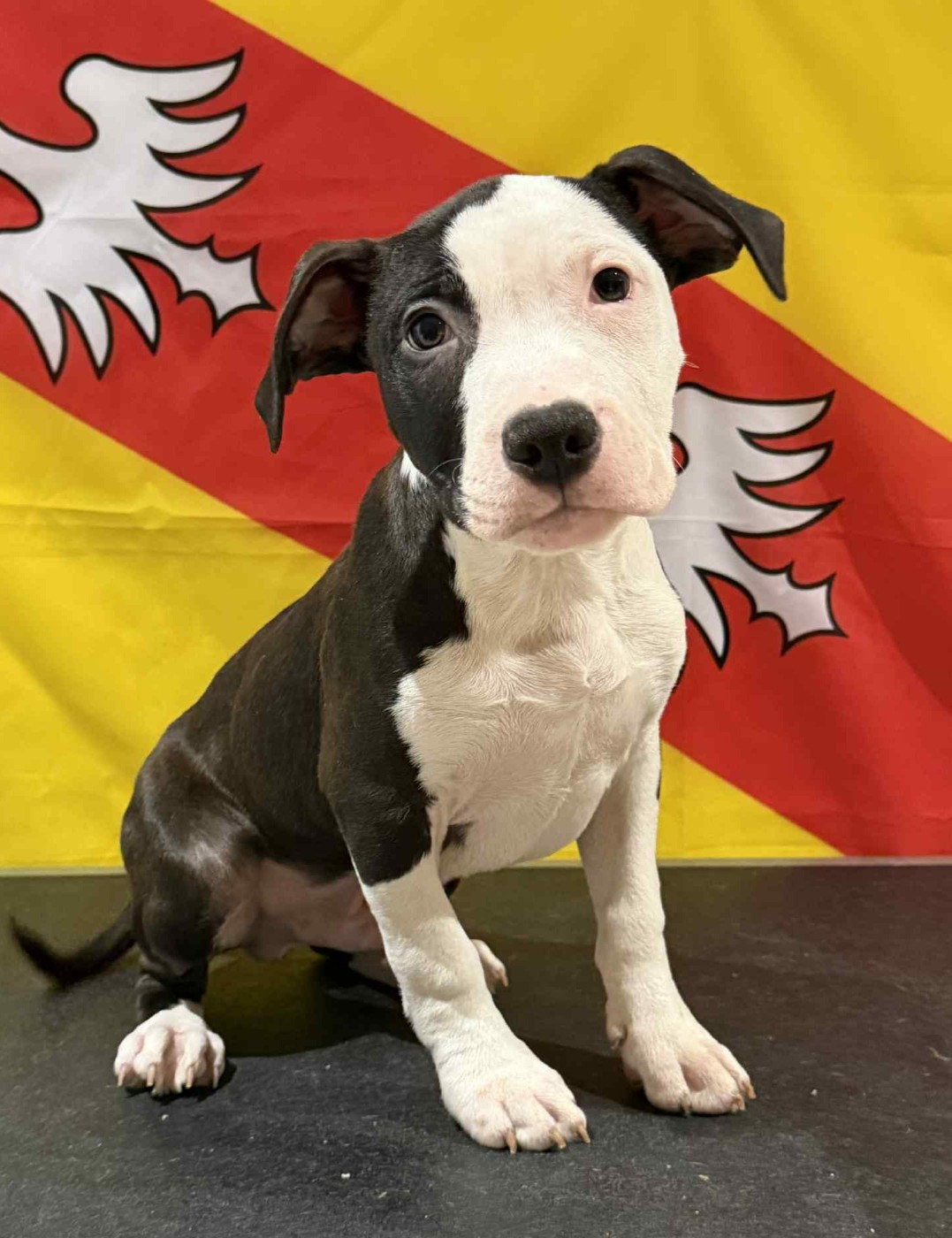 Des Dieux De L'arène - Chiots disponibles - American Staffordshire Terrier