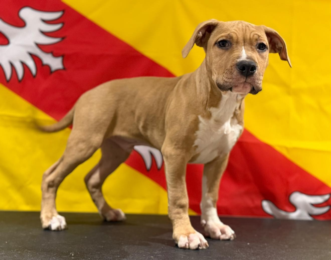 Des Dieux De L'arène - Chiots disponibles - American Staffordshire Terrier