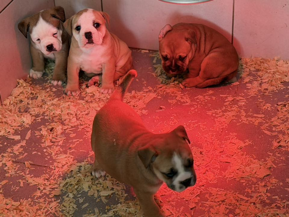 Des Dieux De L'arène - Bulldog continental - Portée née le 20/02/2026