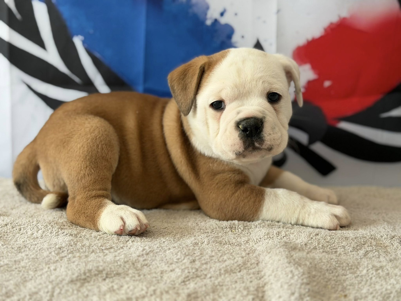 Des Dieux De L'arène - Chiots disponibles - Bulldog continental