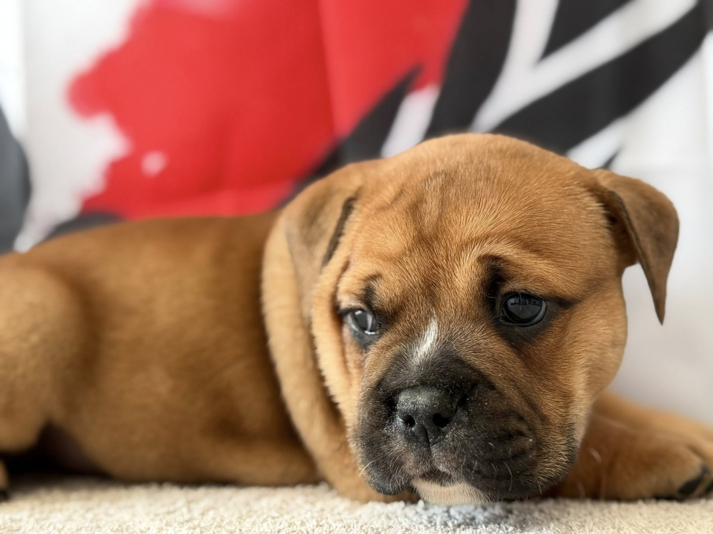 Des Dieux De L'arène - Chiots disponibles - Bulldog continental