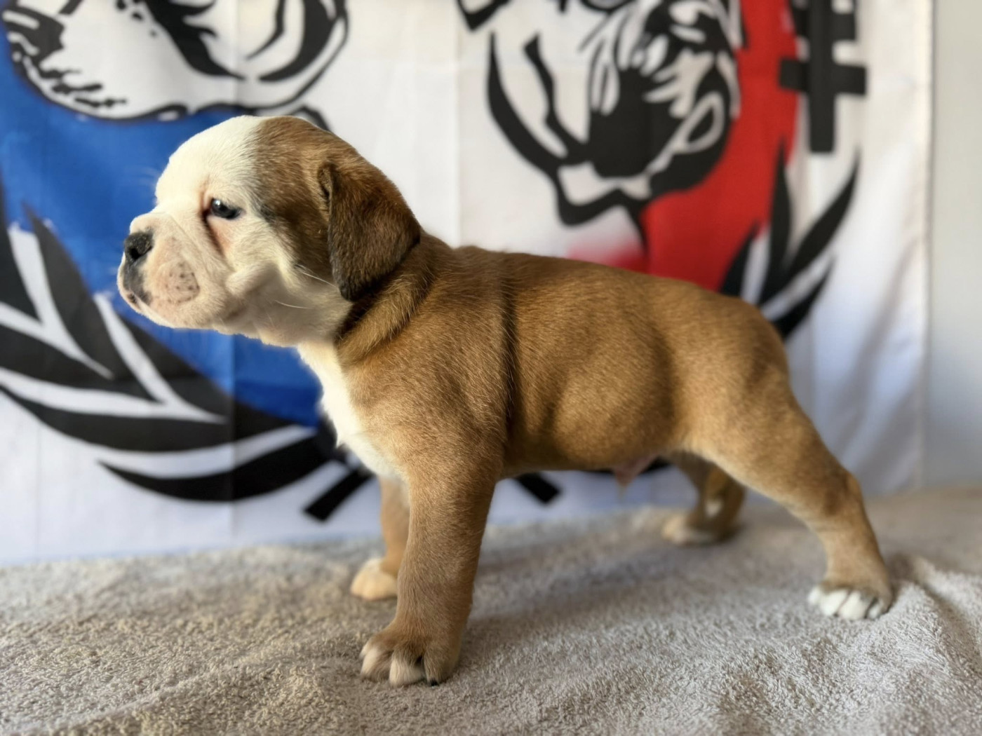 Des Dieux De L'arène - Chiots disponibles - Bulldog continental