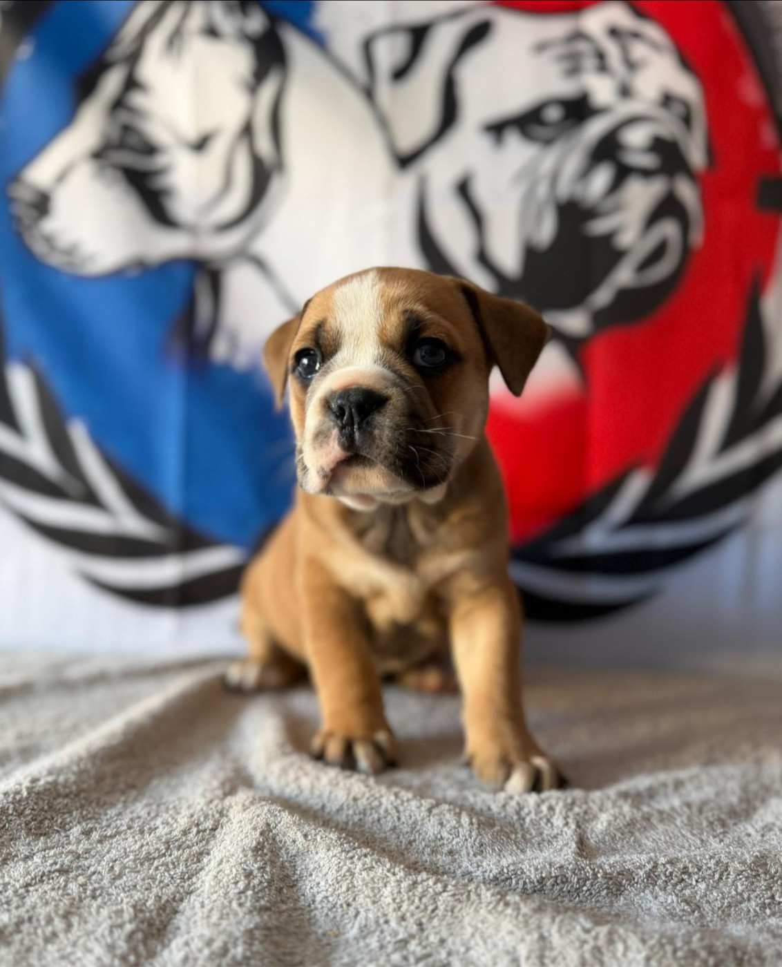 Des Dieux De L'arène - Chiots disponibles - Bulldog continental