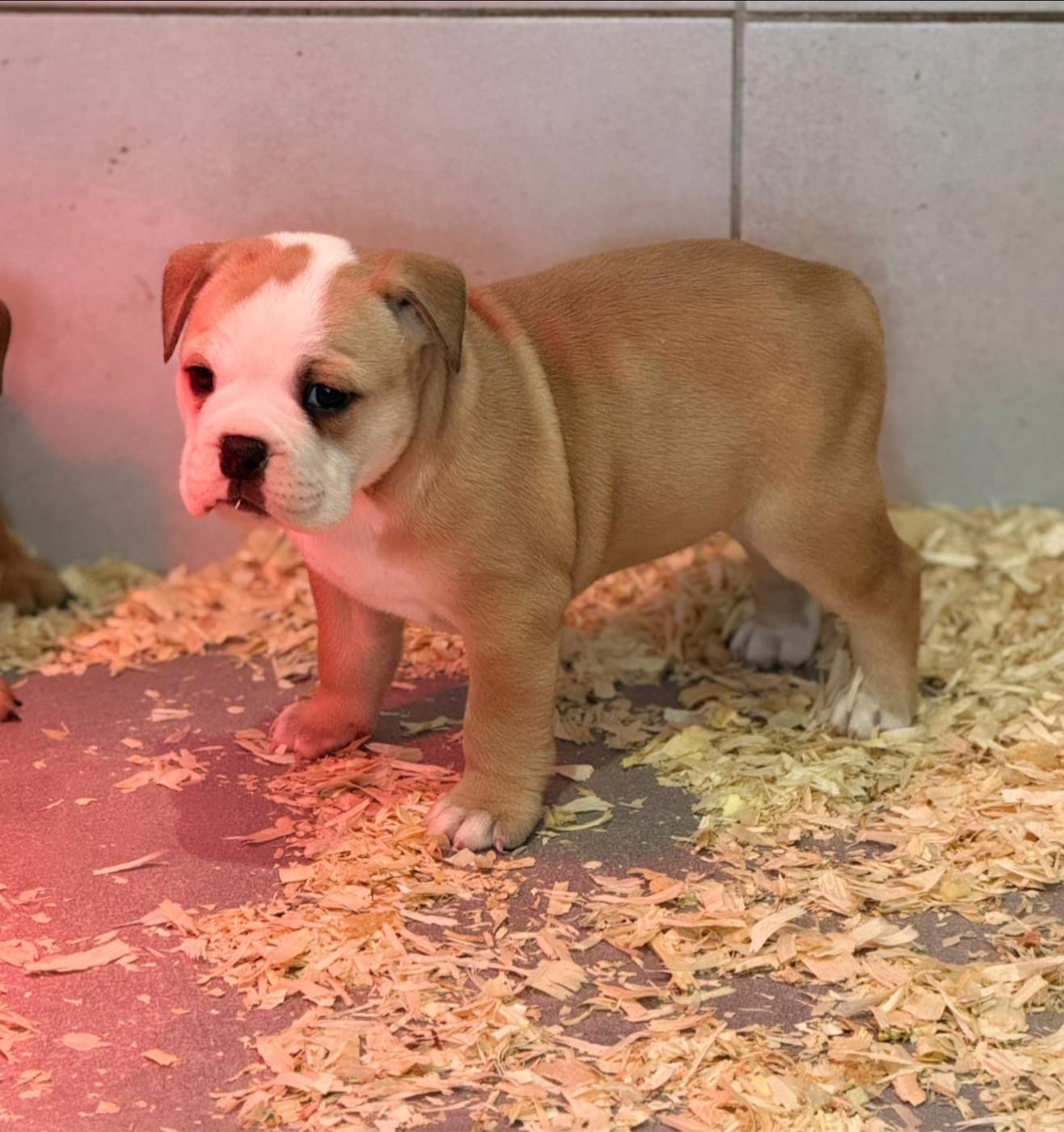 Des Dieux De L'arène - Chiots disponibles - Bulldog continental