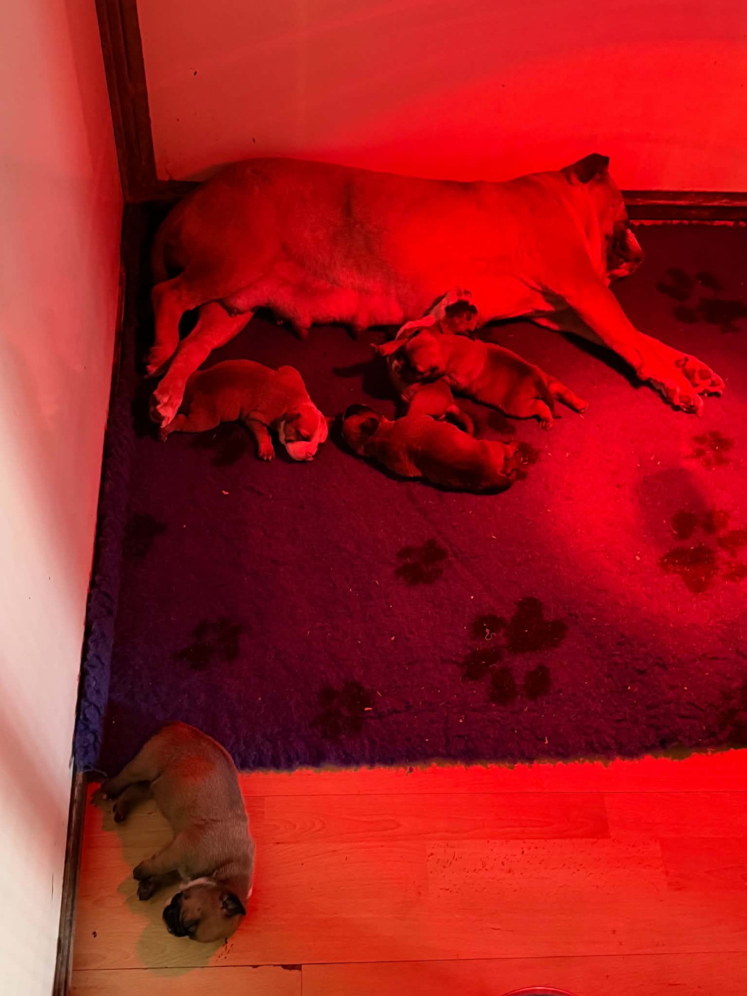 Chiot Bulldog continental Des Dieux De L'arène