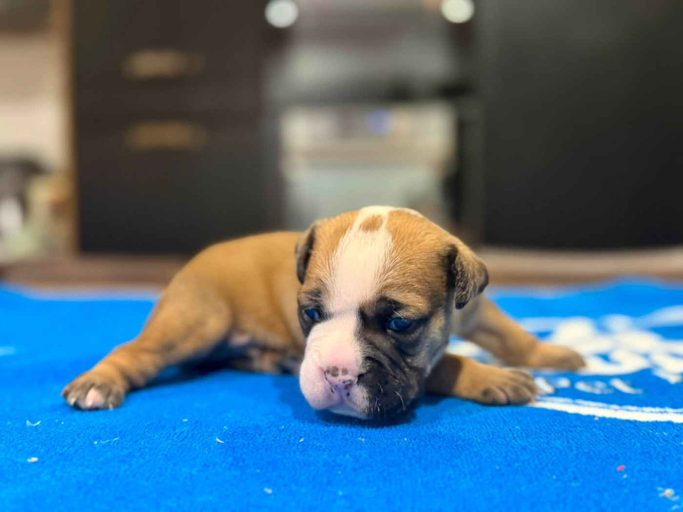 Des Dieux De L'arène - Chiots disponibles - Bulldog continental