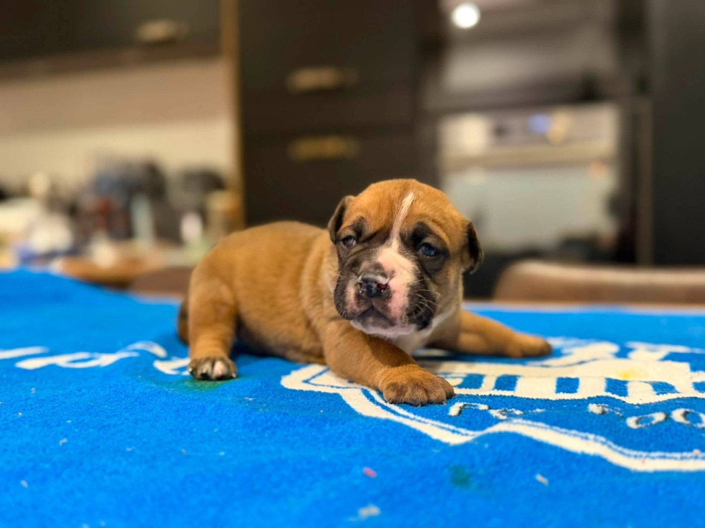 Des Dieux De L'arène - Chiots disponibles - Bulldog continental