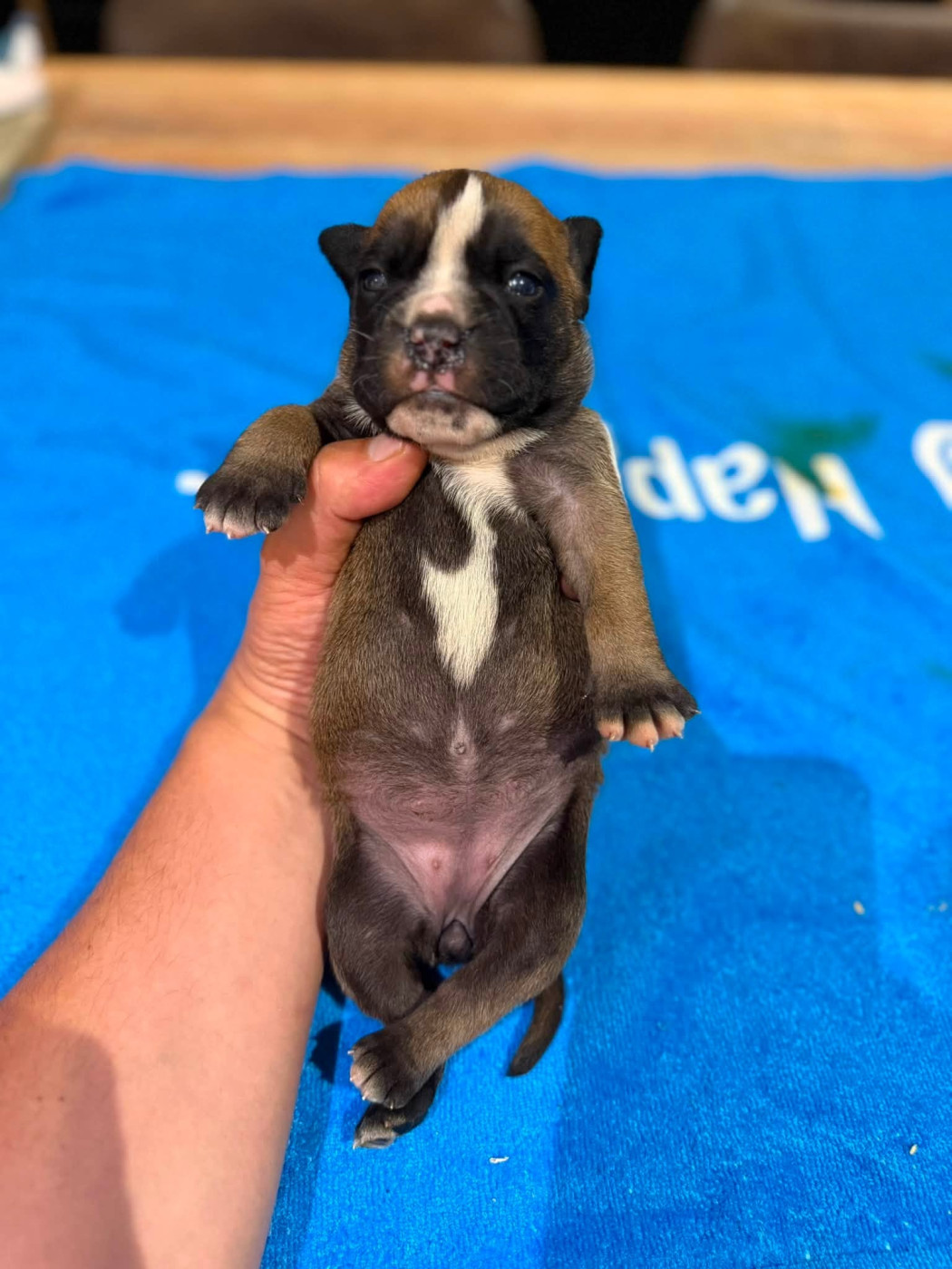 Des Dieux De L'arène - Chiots disponibles - Bulldog continental