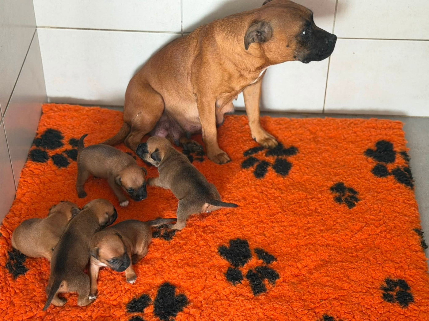 Chiot Staffordshire Bull Terrier Des Dieux De L'arène