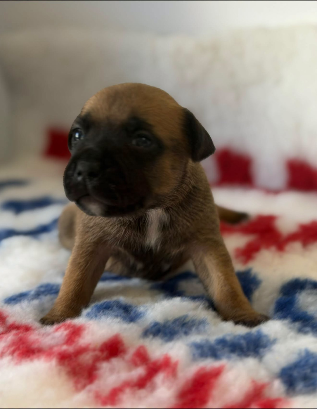 Des Dieux De L'arène - Chiots disponibles - Staffordshire Bull Terrier