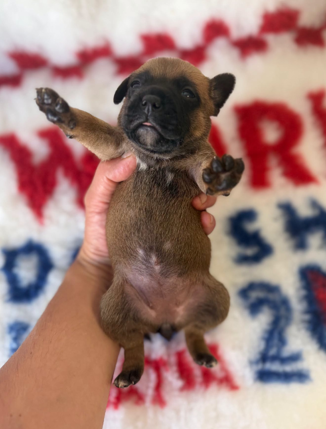 Des Dieux De L'arène - Chiots disponibles - Staffordshire Bull Terrier