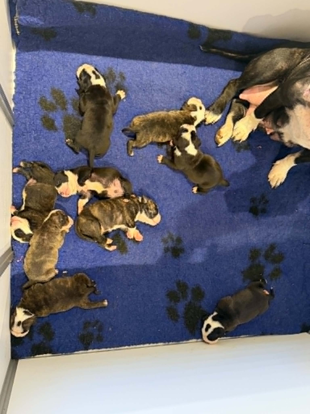 Chiot Bulldog continental Des Dieux De L'arène
