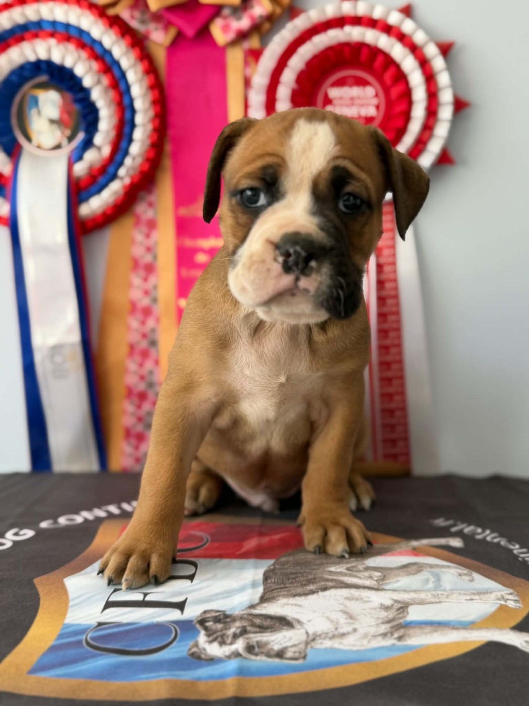 Des Dieux De L'arène - Chiots disponibles - Bulldog continental