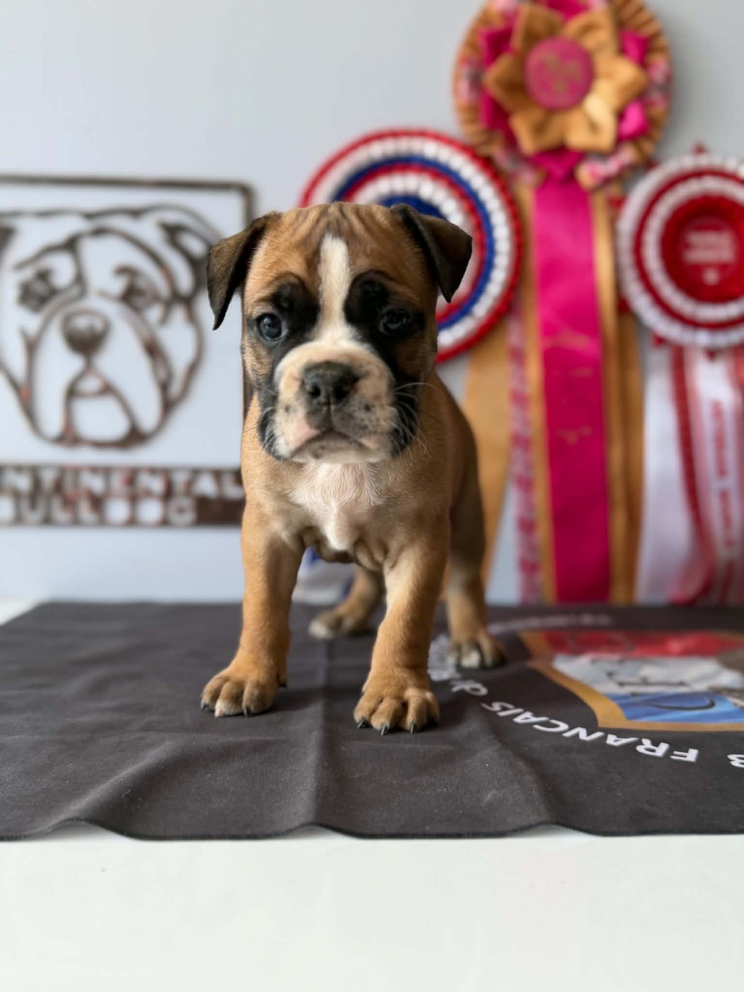 Des Dieux De L'arène - Chiots disponibles - Bulldog continental
