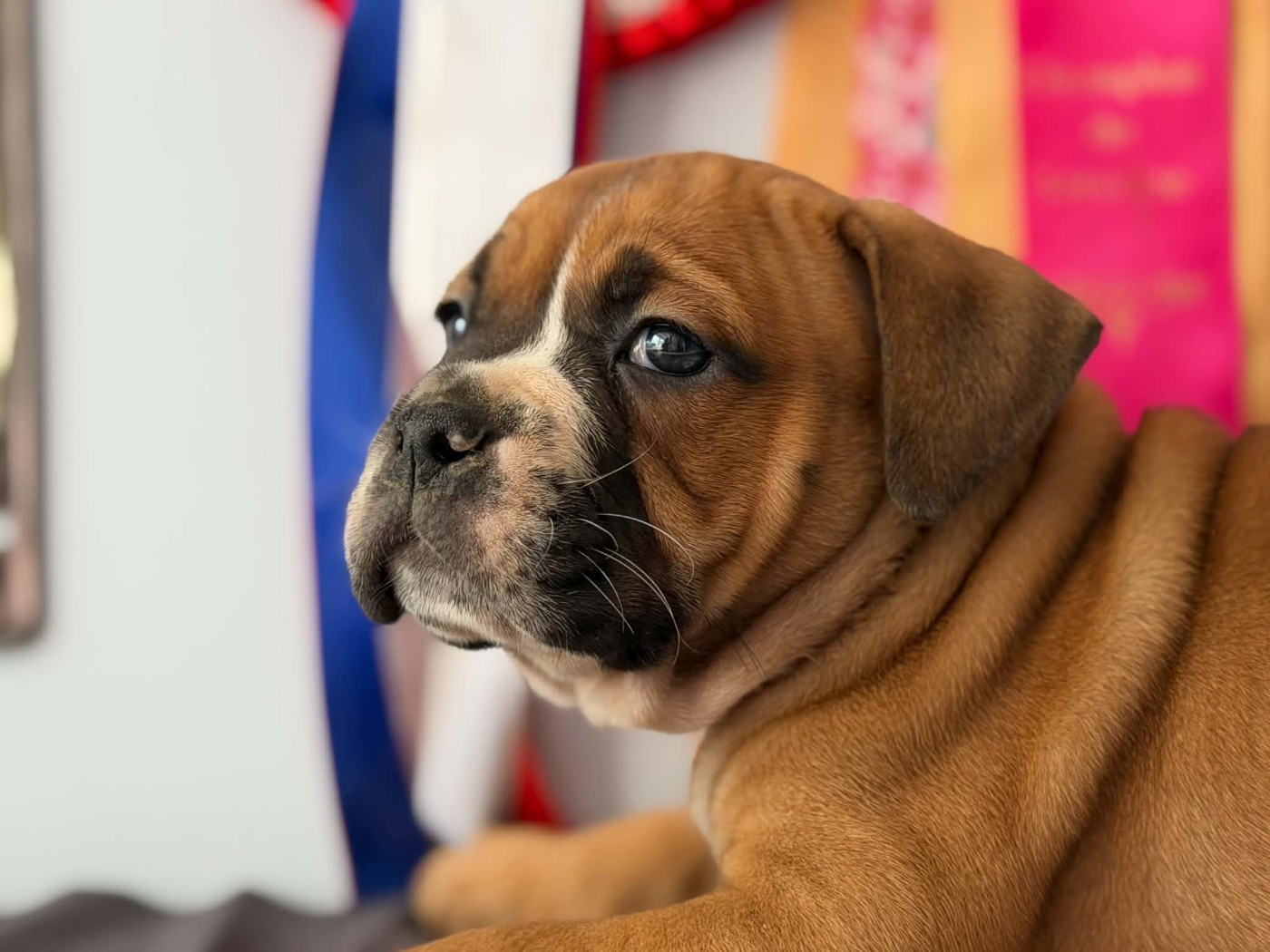Des Dieux De L'arène - Chiots disponibles - Bulldog continental