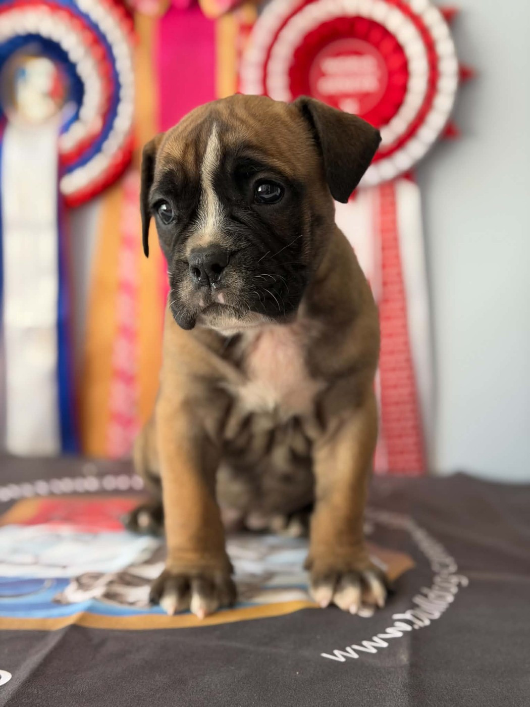 Des Dieux De L'arène - Chiots disponibles - Bulldog continental