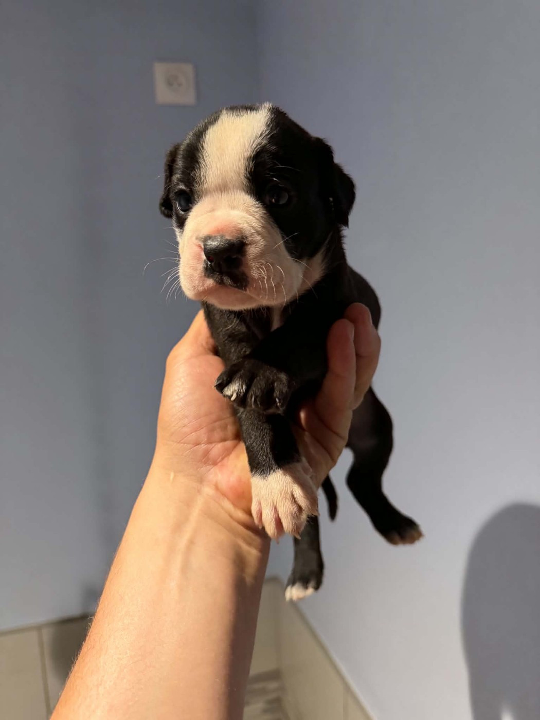 Des Dieux De L'arène - Chiots disponibles - Bulldog continental