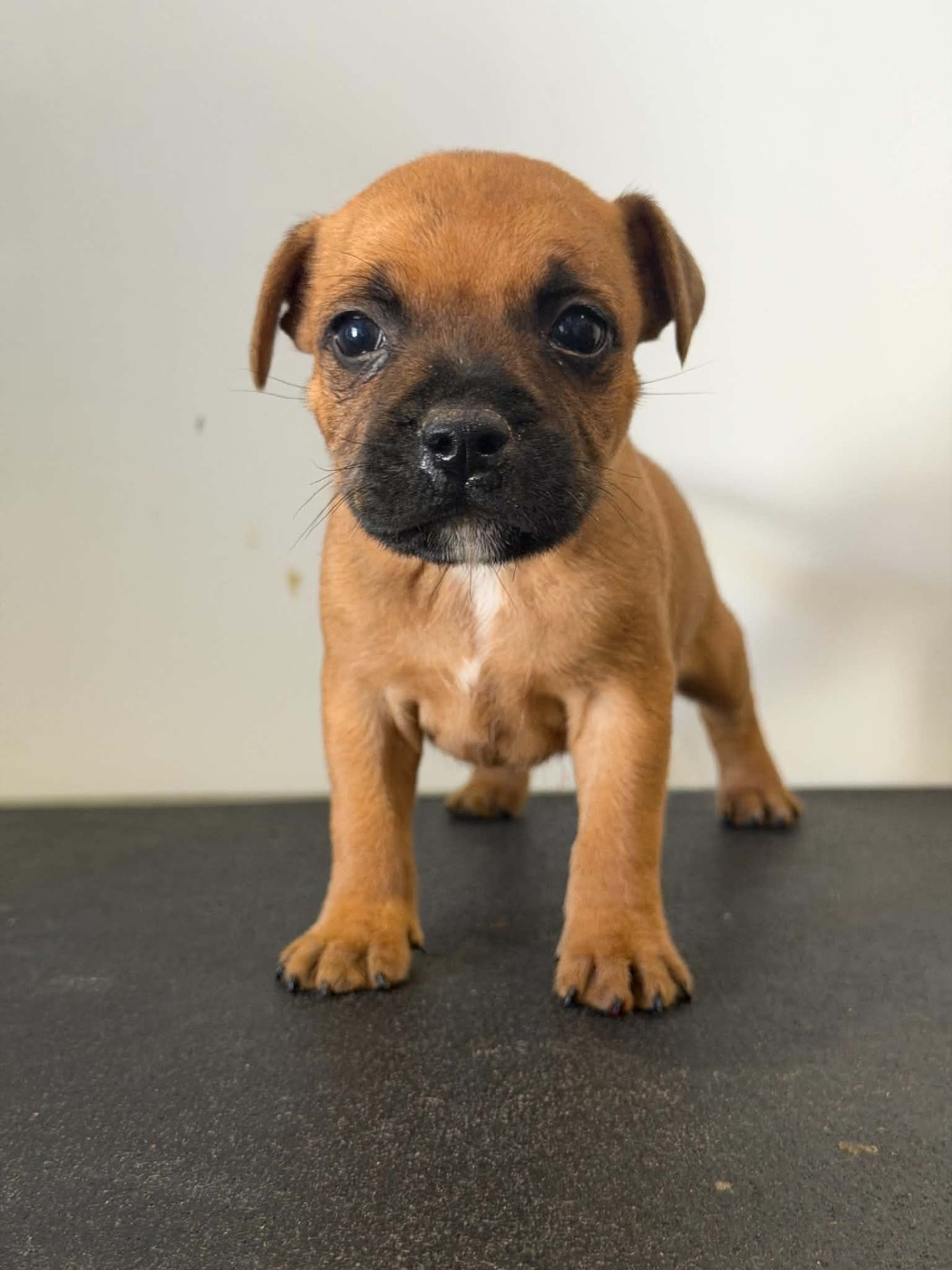 Des Dieux De L'arène - Chiots disponibles - Staffordshire Bull Terrier