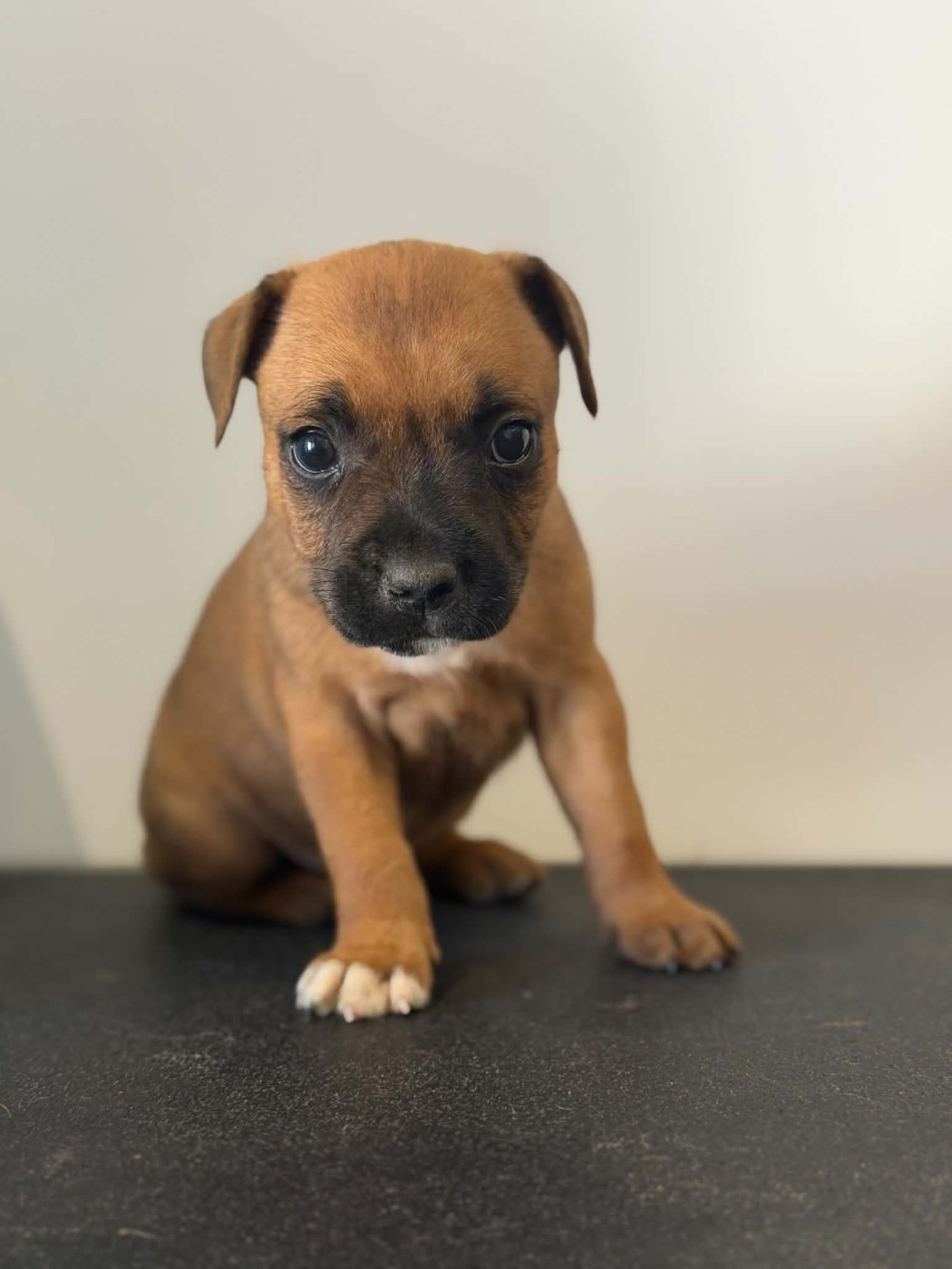 Des Dieux De L'arène - Chiots disponibles - Staffordshire Bull Terrier