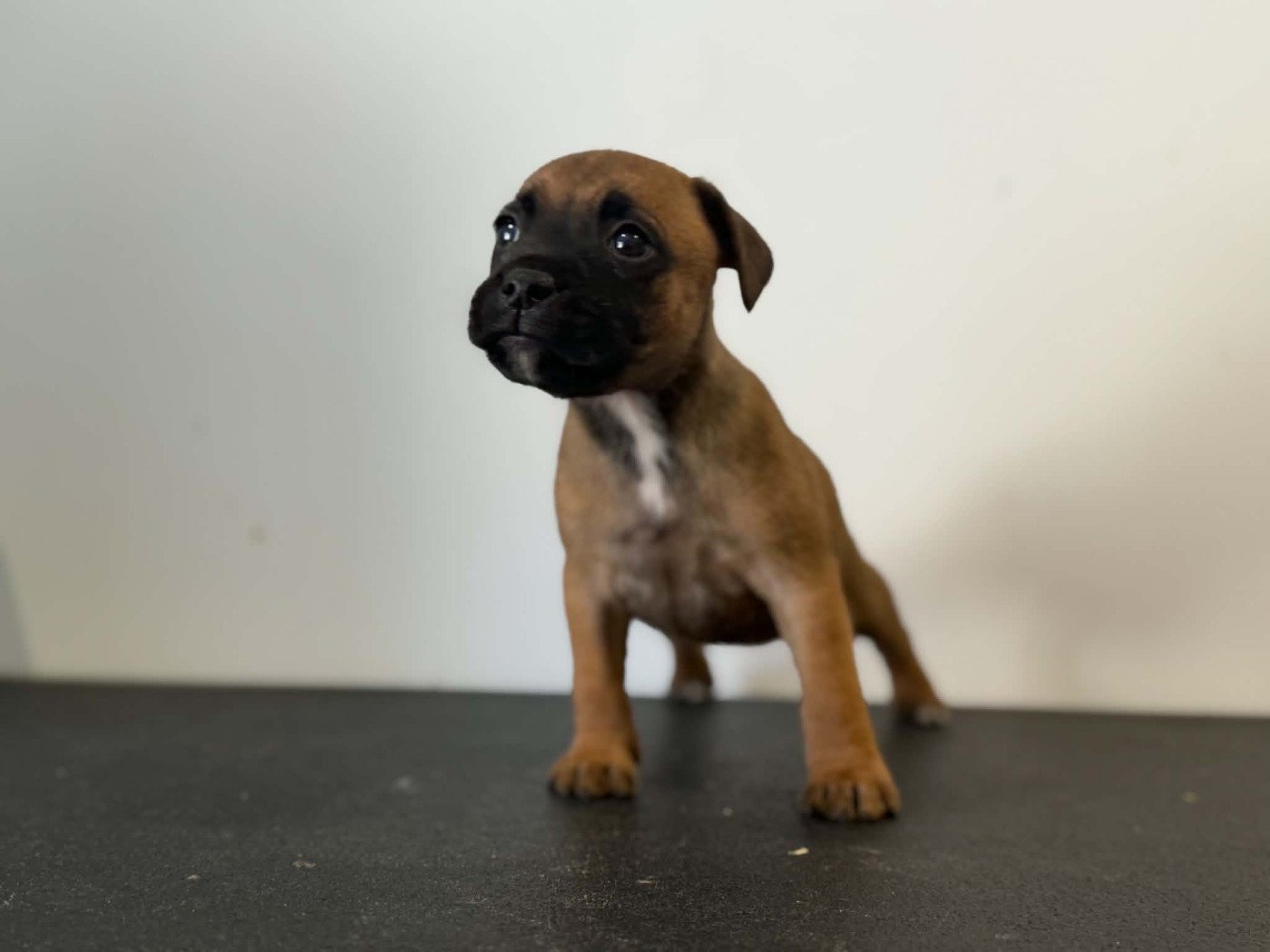 Des Dieux De L'arène - Chiots disponibles - Staffordshire Bull Terrier