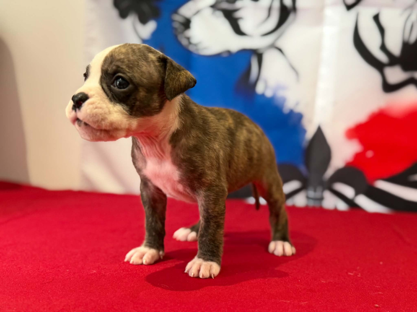Des Dieux De L'arène - Chiots disponibles - Bulldog continental