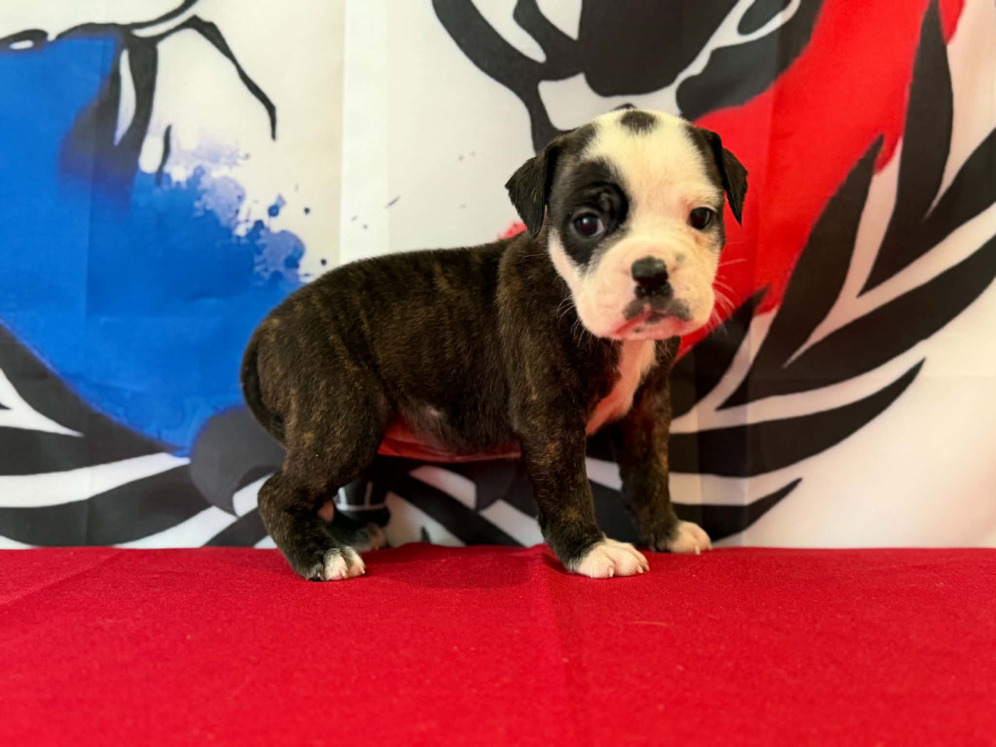 Des Dieux De L'arène - Chiots disponibles - Bulldog continental